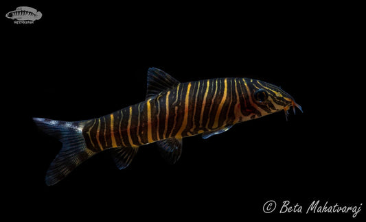 Best4Pets Fixed Price Policy