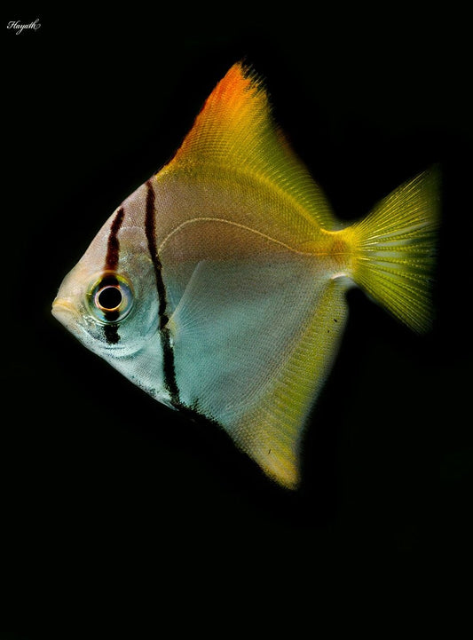 Benefits of Feeding Brine Shrimp Flakes to Aquarium Fish