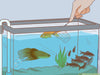 How to cycle an aquarium: fishless and fish-in methods for a freshwater aquarium.