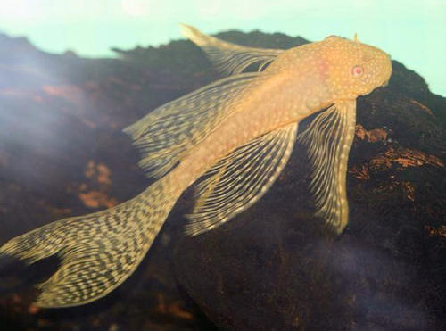 Albino Bristlenose Pleco – A Complete Care Guide