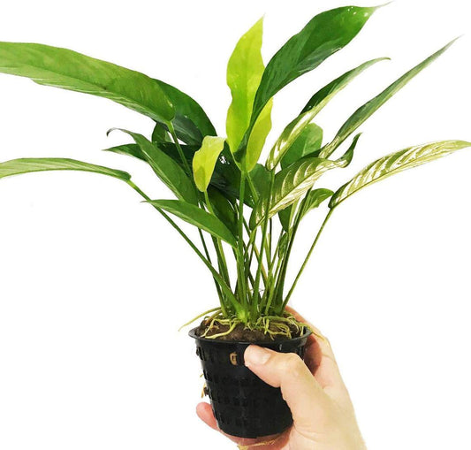 Emersed vs. Submerged-Grown Aquatic Plants for Aquascaping