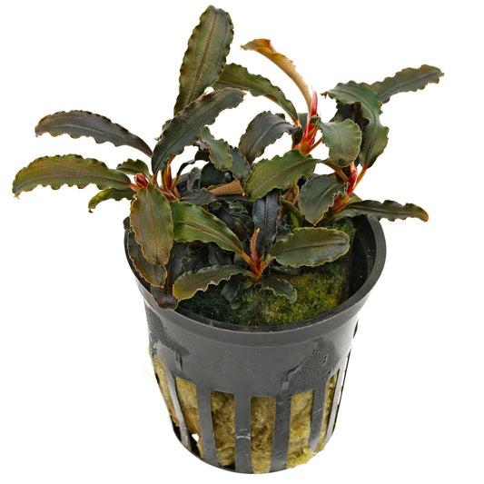 Care Guide for Bucephalandra — A Colorful Alternative to Anubias