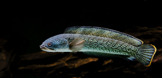 How Temperature Change Affects Your Fish