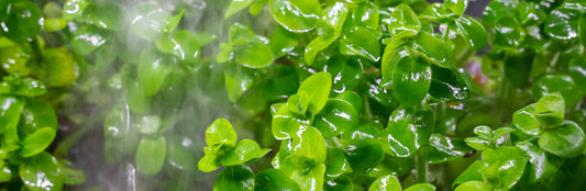 Emersed vs. Submerged-Grown Aquatic Plants for Aquascaping