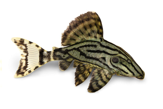 Shipping Information & Stock Availability