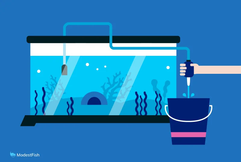 Aquarium Water Changes