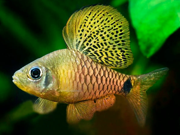 Native Indian Fish – Best4Pets