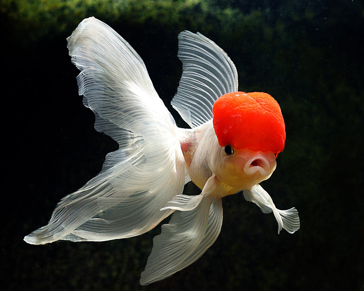 Fancy goldfish for sale deals