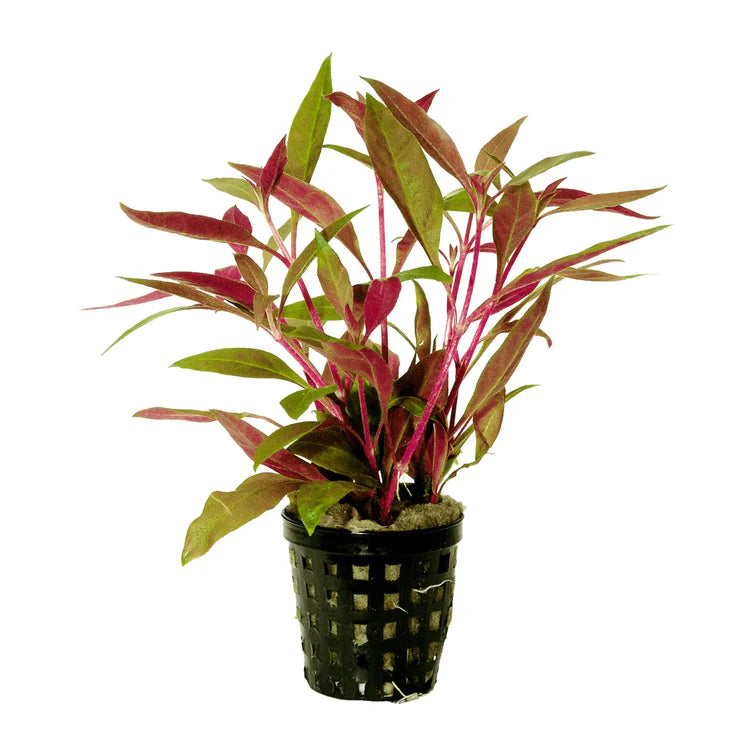 Alternanthera Reineckii