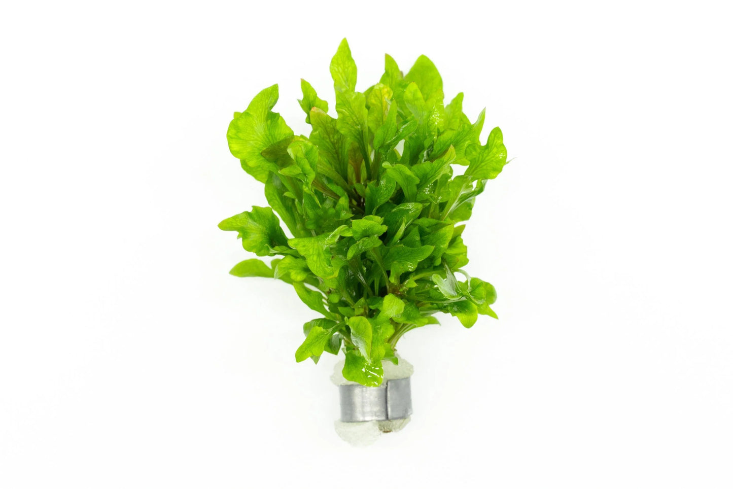 Alternanthera Reineckii Variegated