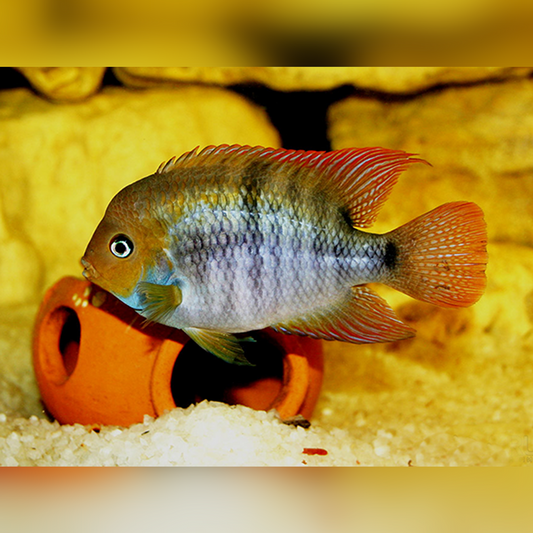 T Bar Cichlid 2" (Pair)