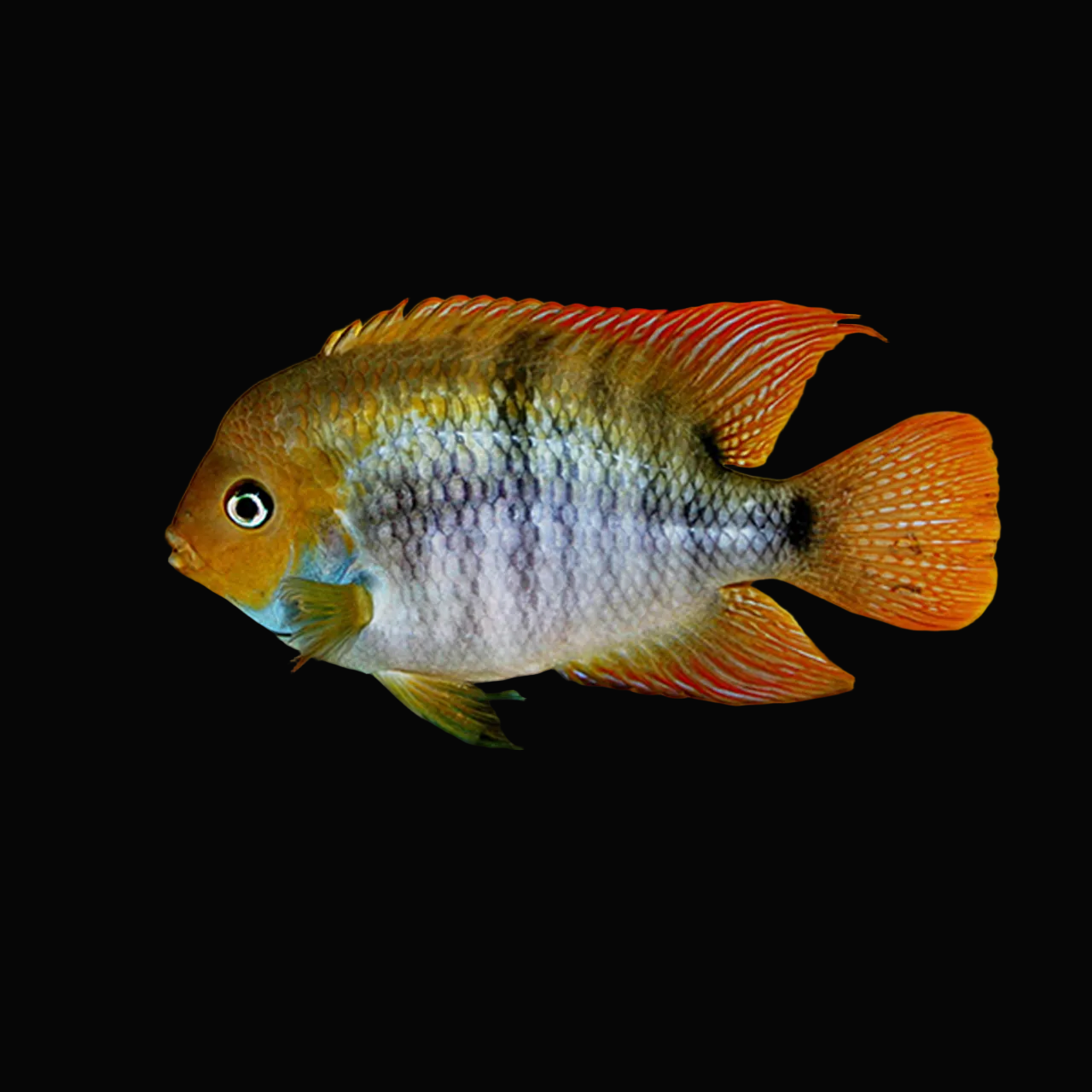 T Bar Cichlid 2" (Pair)