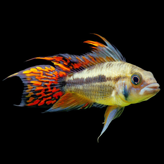 Apistogramma cacutoides "Double Red" 3.5cm (Pair)