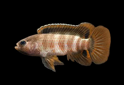Red Dwarf Chameleon Badis