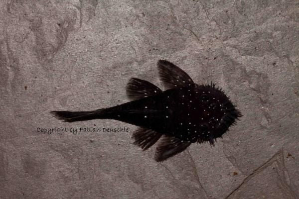 Blue Medusa Pleco 4CM