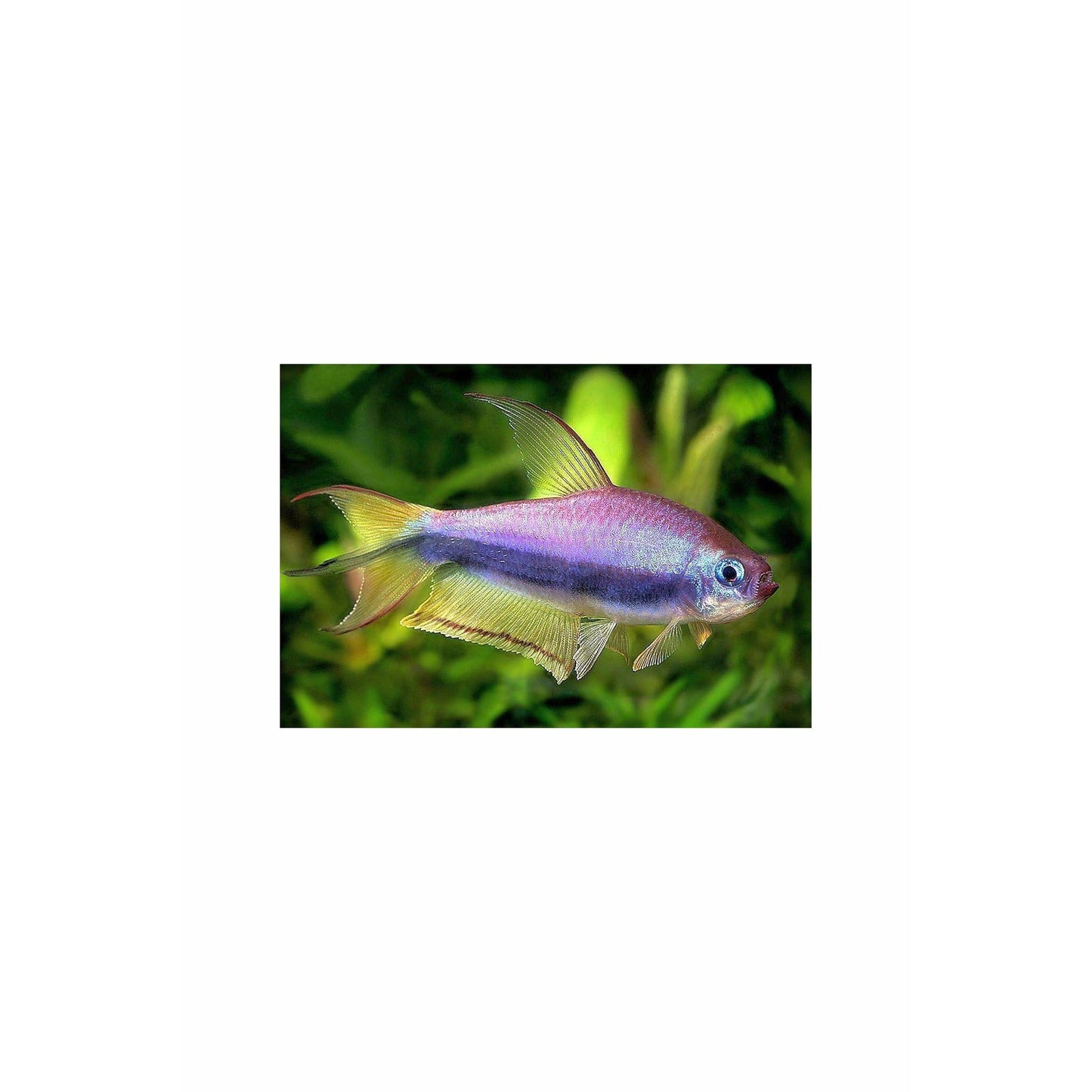 Blue Emperor Tetra