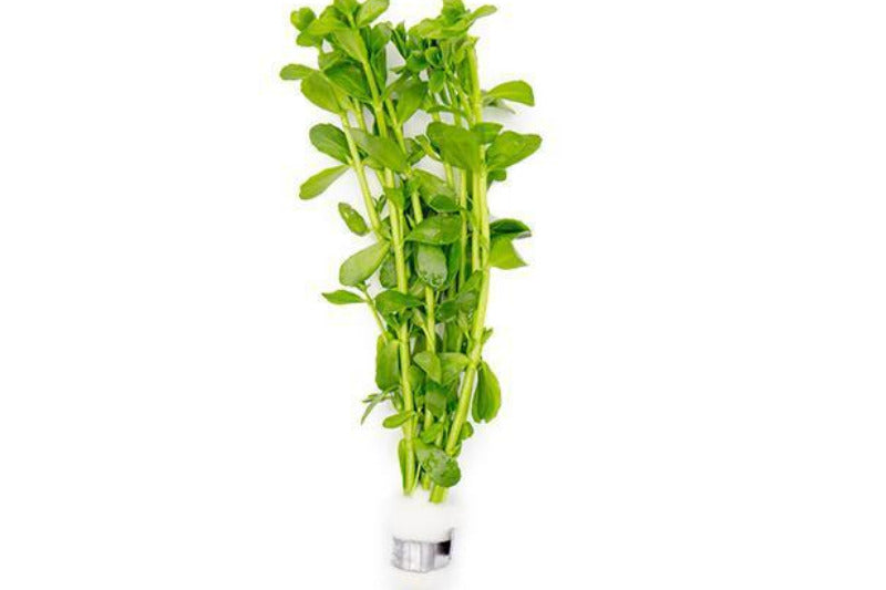 Bacopa Monnieri