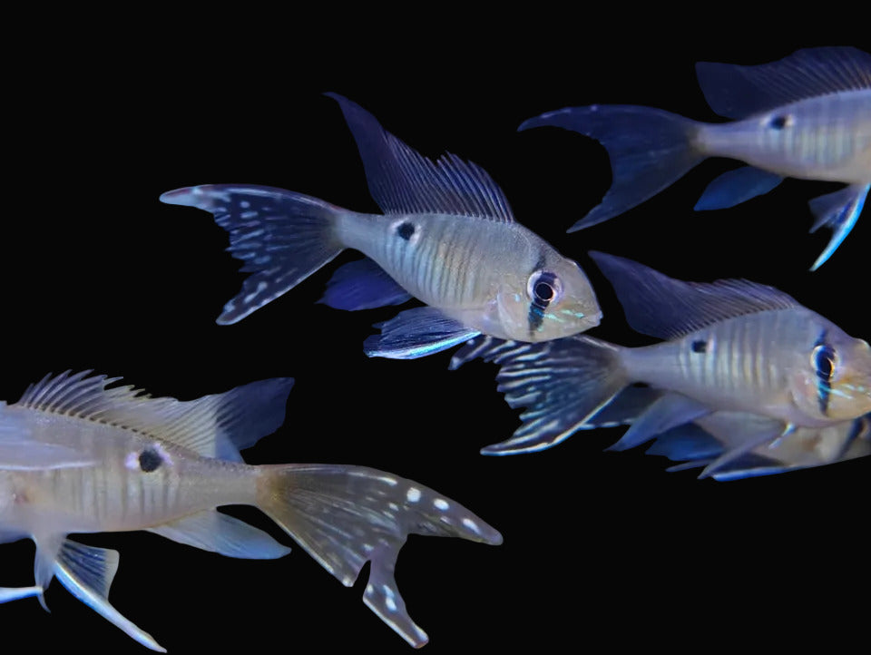 Biotodoma cupido Longfin 2inch+