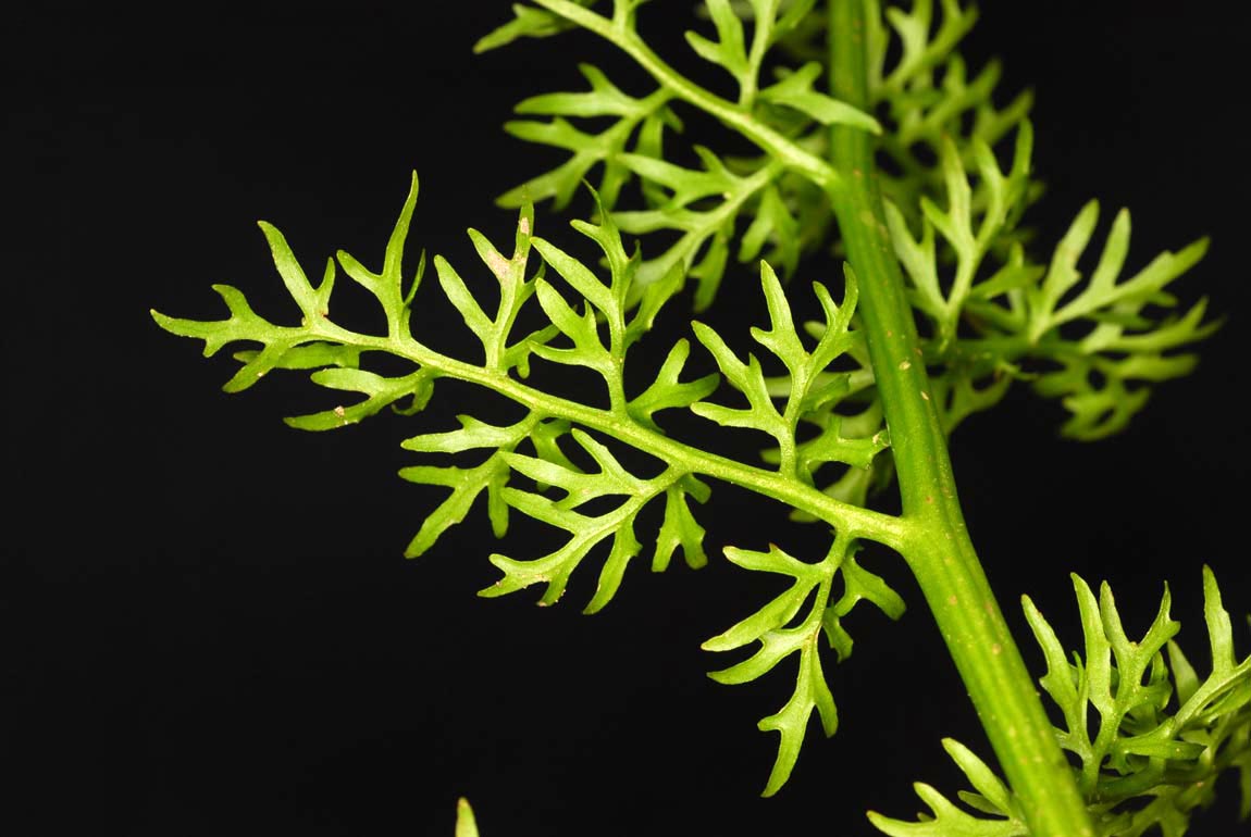 Ceratopteris thalictroides China