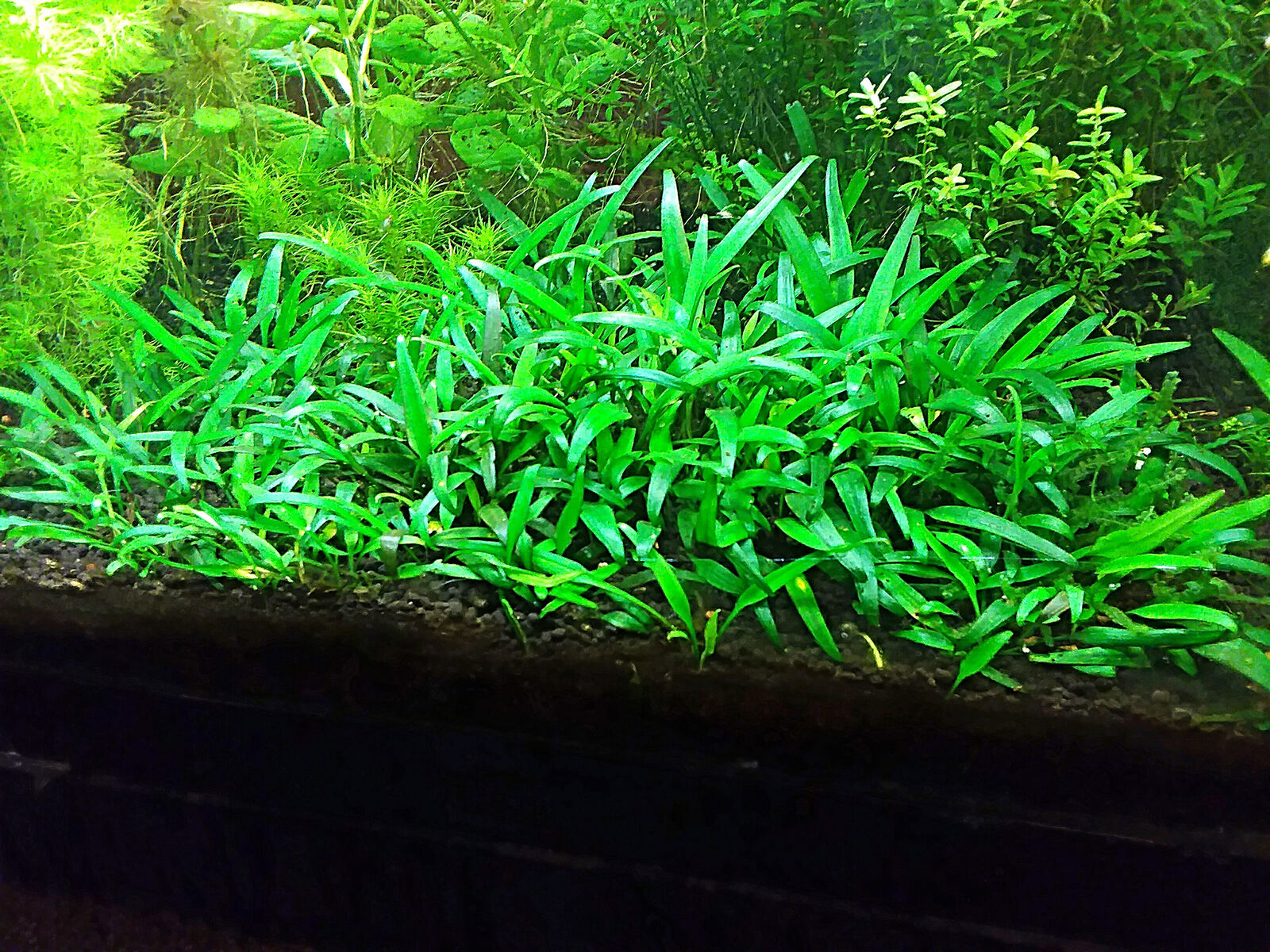 Cryptocoryne Parva