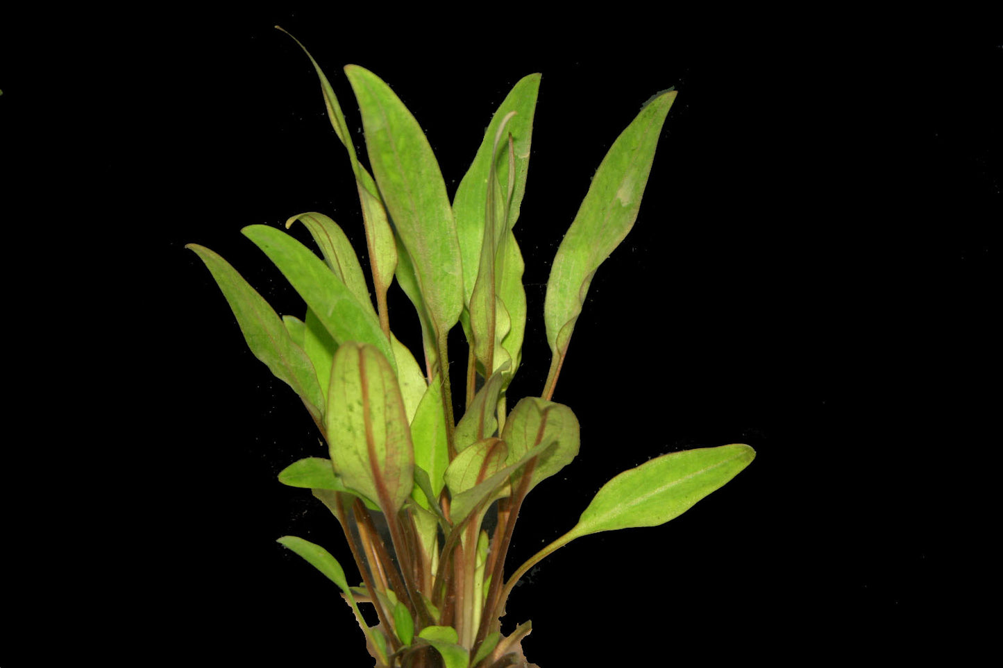 Cryptocoryne walkeri