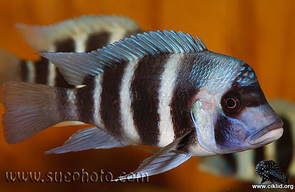 Cyphotilapia gibberosa "Cape Chaitika" 2.5"
