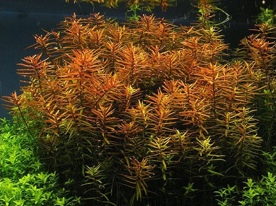 A dense cluster of orange-red aquatic plants with slender needle-like leaves, growing alongside bright green foreground plants in a dark aquarium setting. A black border surrounds the photo, with a small white text credit in the bottom right reading 'Norbert Sabat © 2004'.