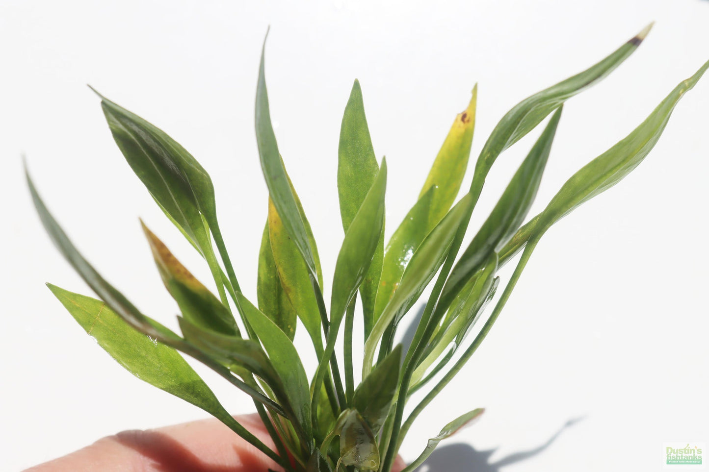 Echinodorus Quadricostatus