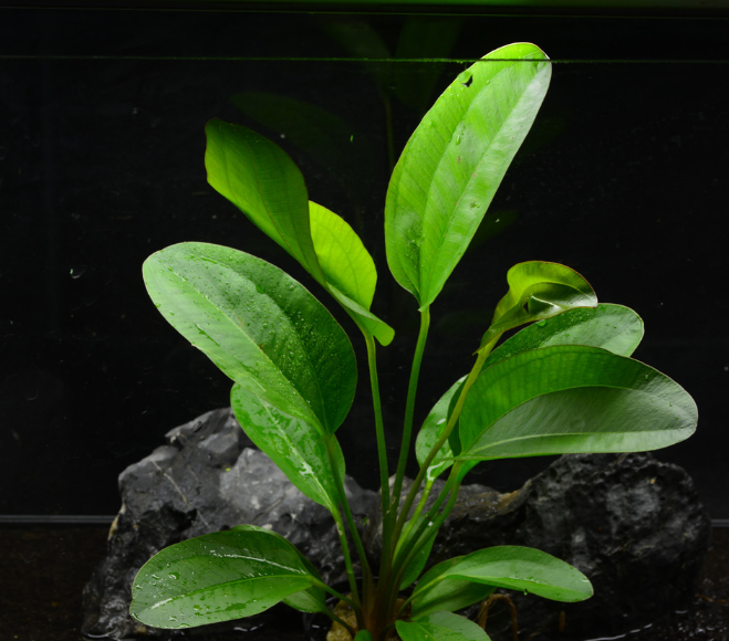 Echinodorus parviflora tropica