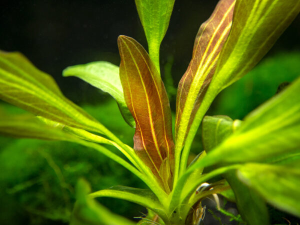 Echinodorus Red Rubin