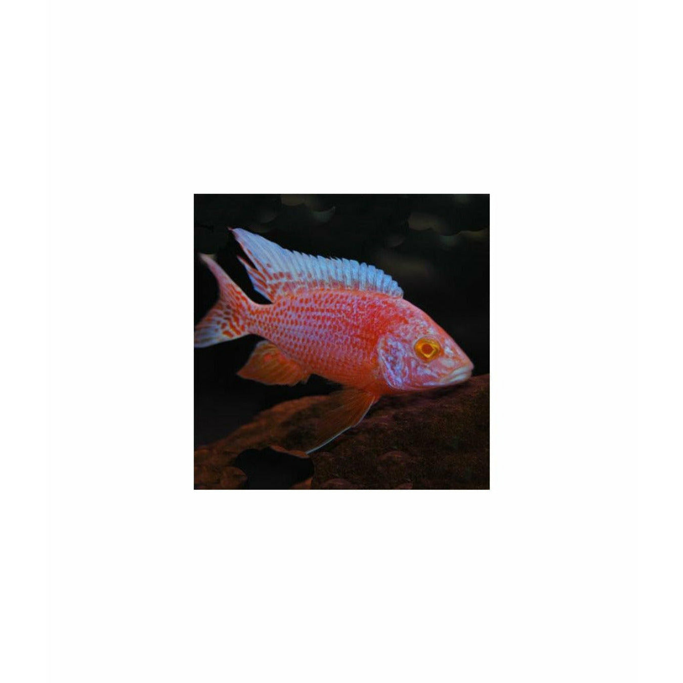 Red eye/ Albino Strawberry Cichlid 2"
