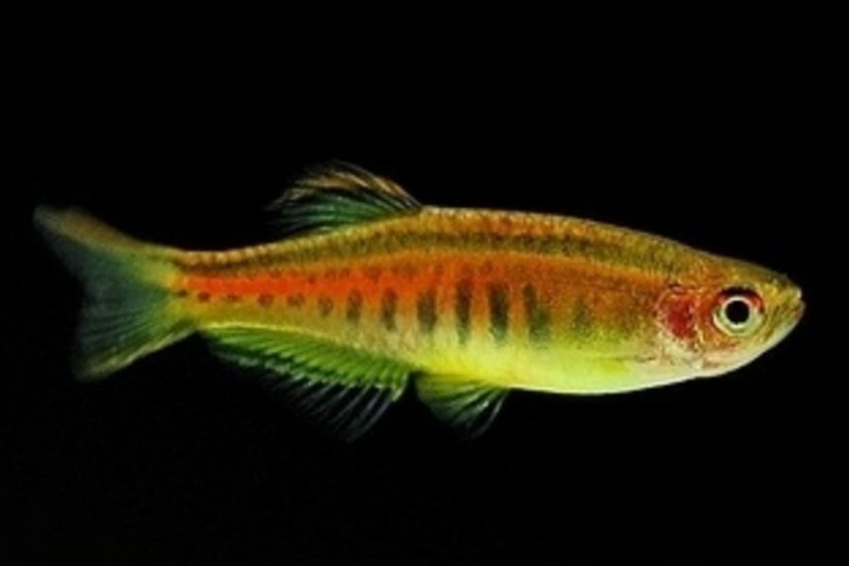 Glowlight Danio