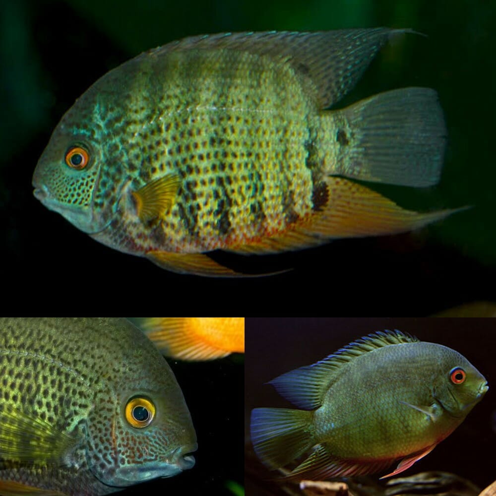 Green Severum 4inch