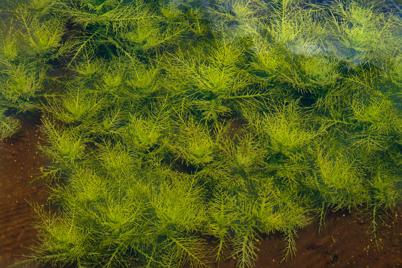 Hygrophila balsamica