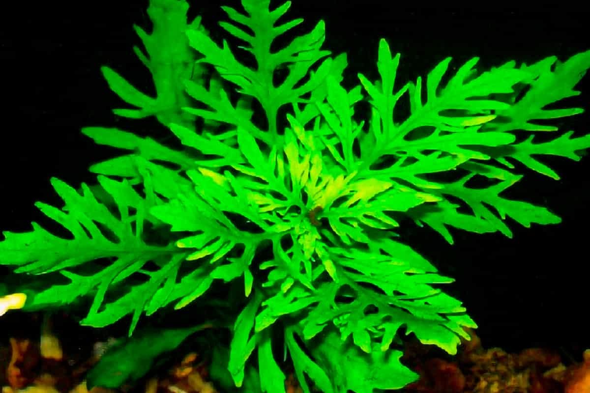 Hygrophila Difformis