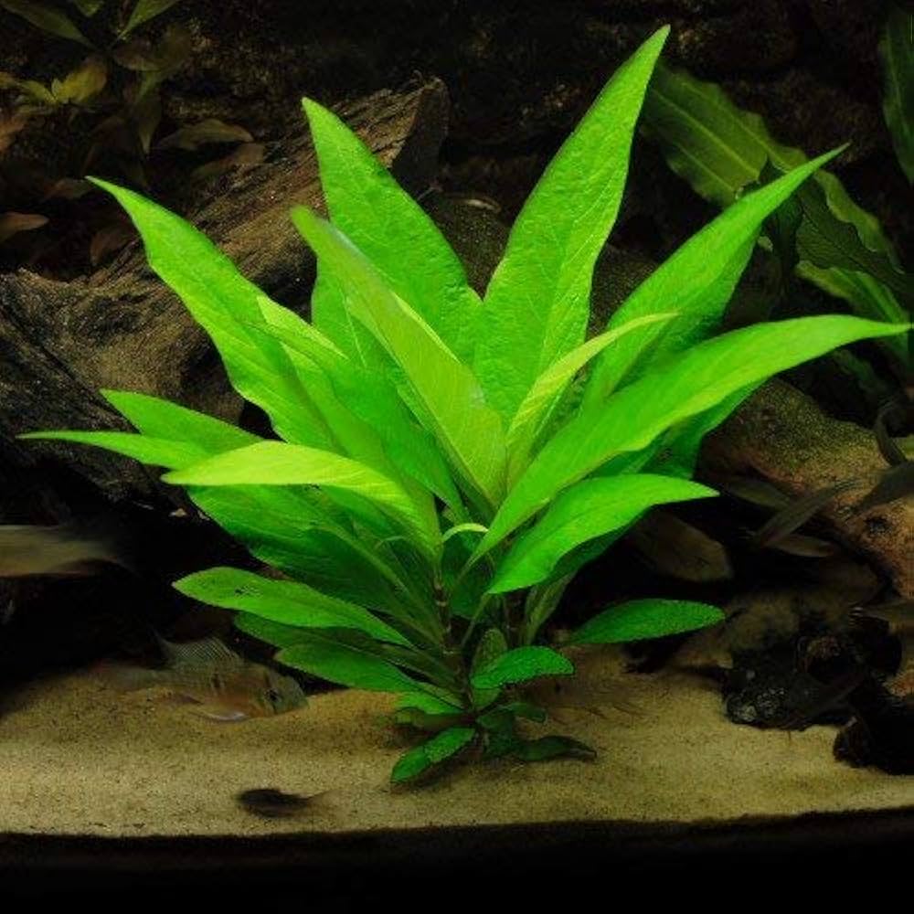 Hygrophila Stricta