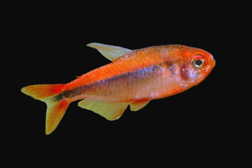 Fire Ant Tetra (Pair)