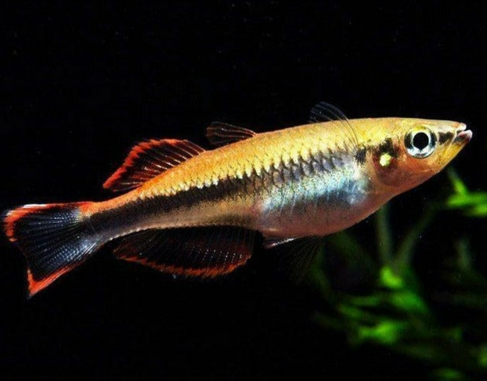 Madagascar Rainbowfish 2 inch