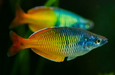 Boesemani Rainbow 2