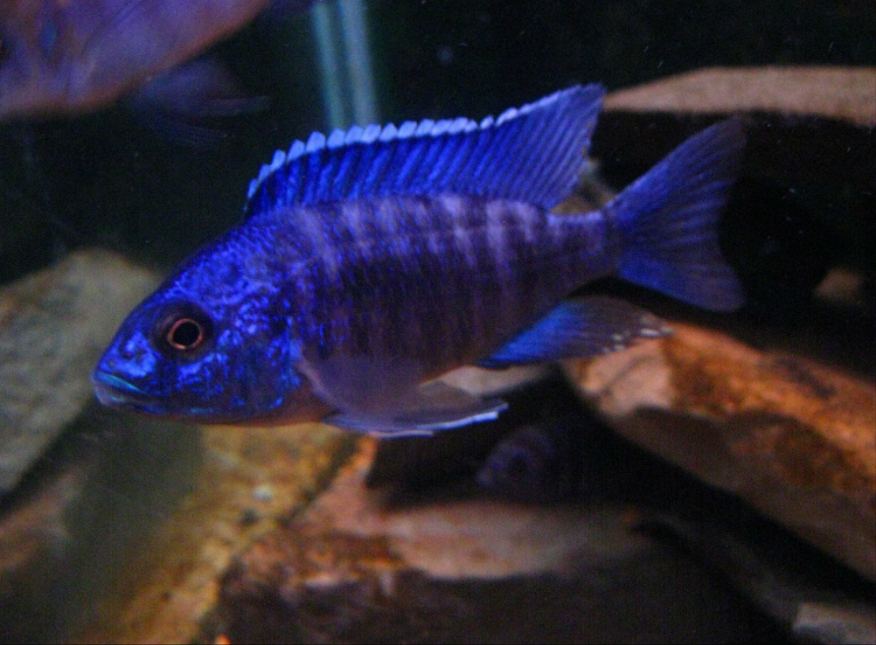 Blue Peacock Cichlid 2.5" (Pair)