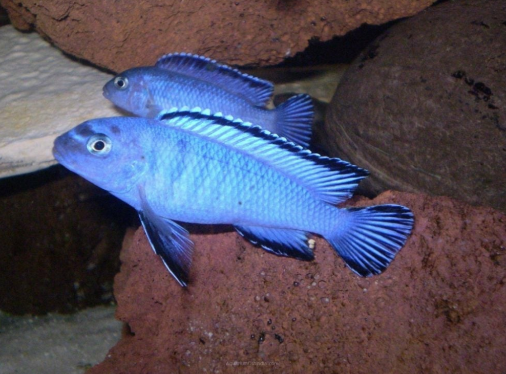 Powder Blue Cichlid 2" (Pair)