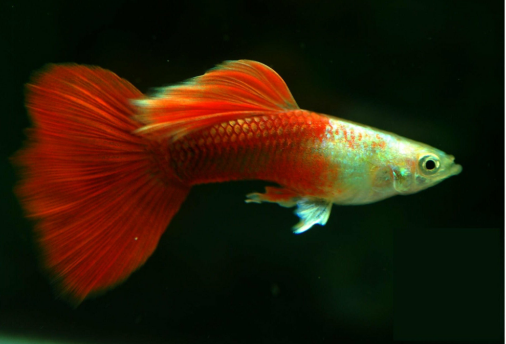 Red Tail Tuxedo Guppy Pair