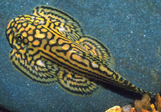 Tiger Hillstream Loach