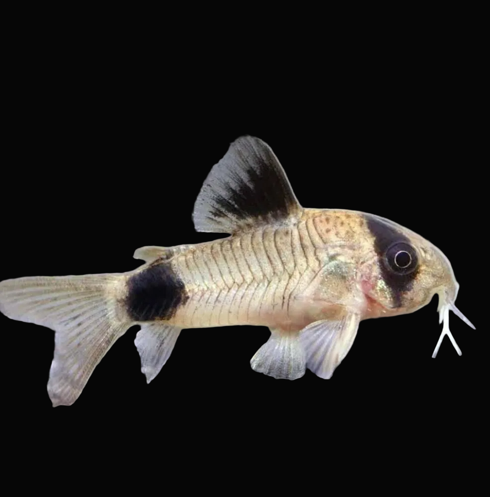 Panda Cory (Pair)