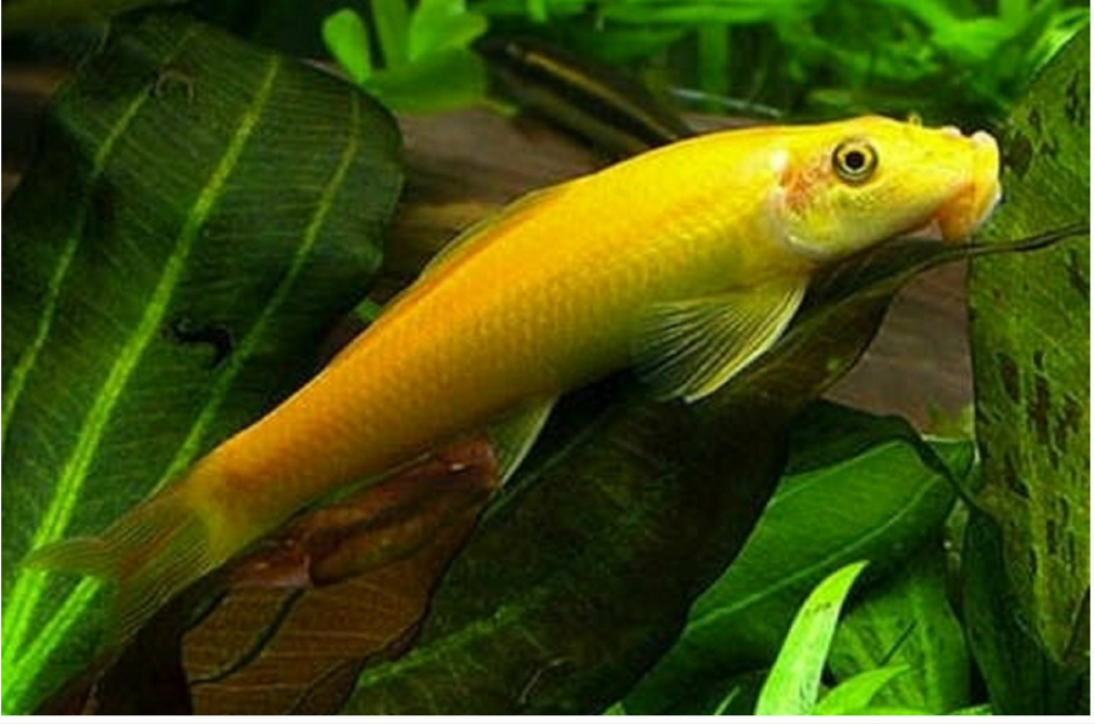 Golden Algae Eater