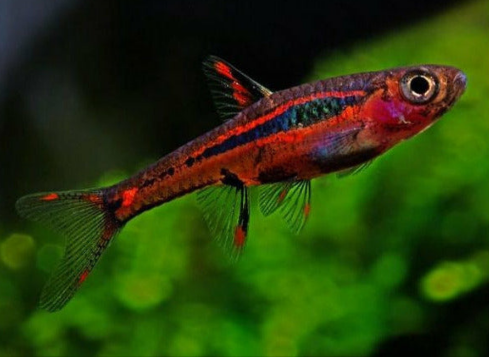 Chili Rasbora (Boraras brigittae)(Pair)