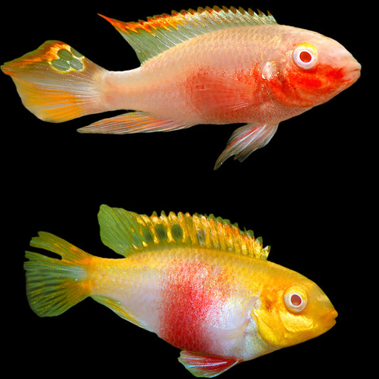 Albino Kribensis 1.75-2inch