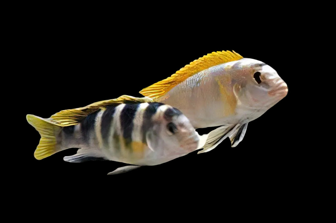 Perlmutt Cichlid 2inch