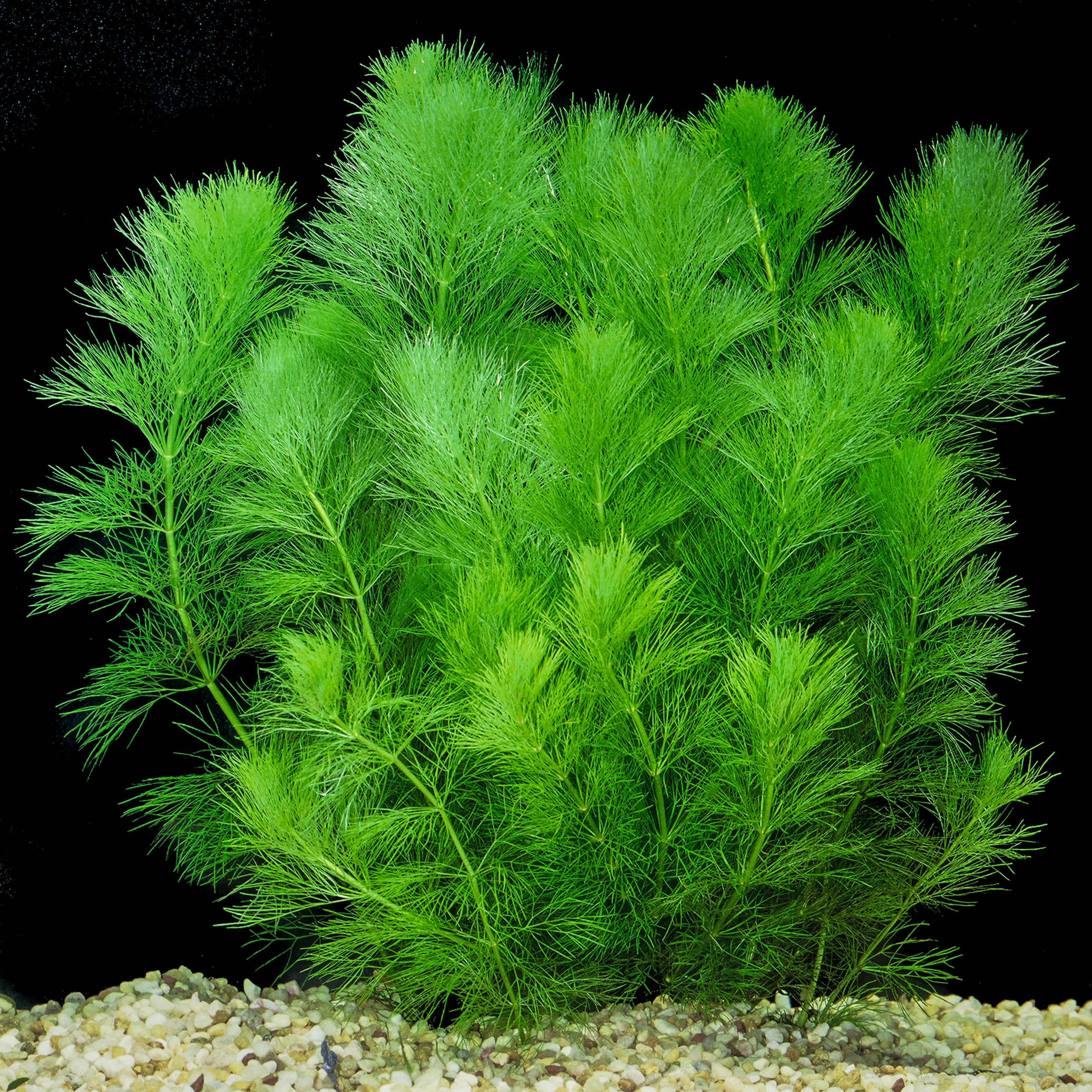 Limnophila Aquatica (Ambulia)