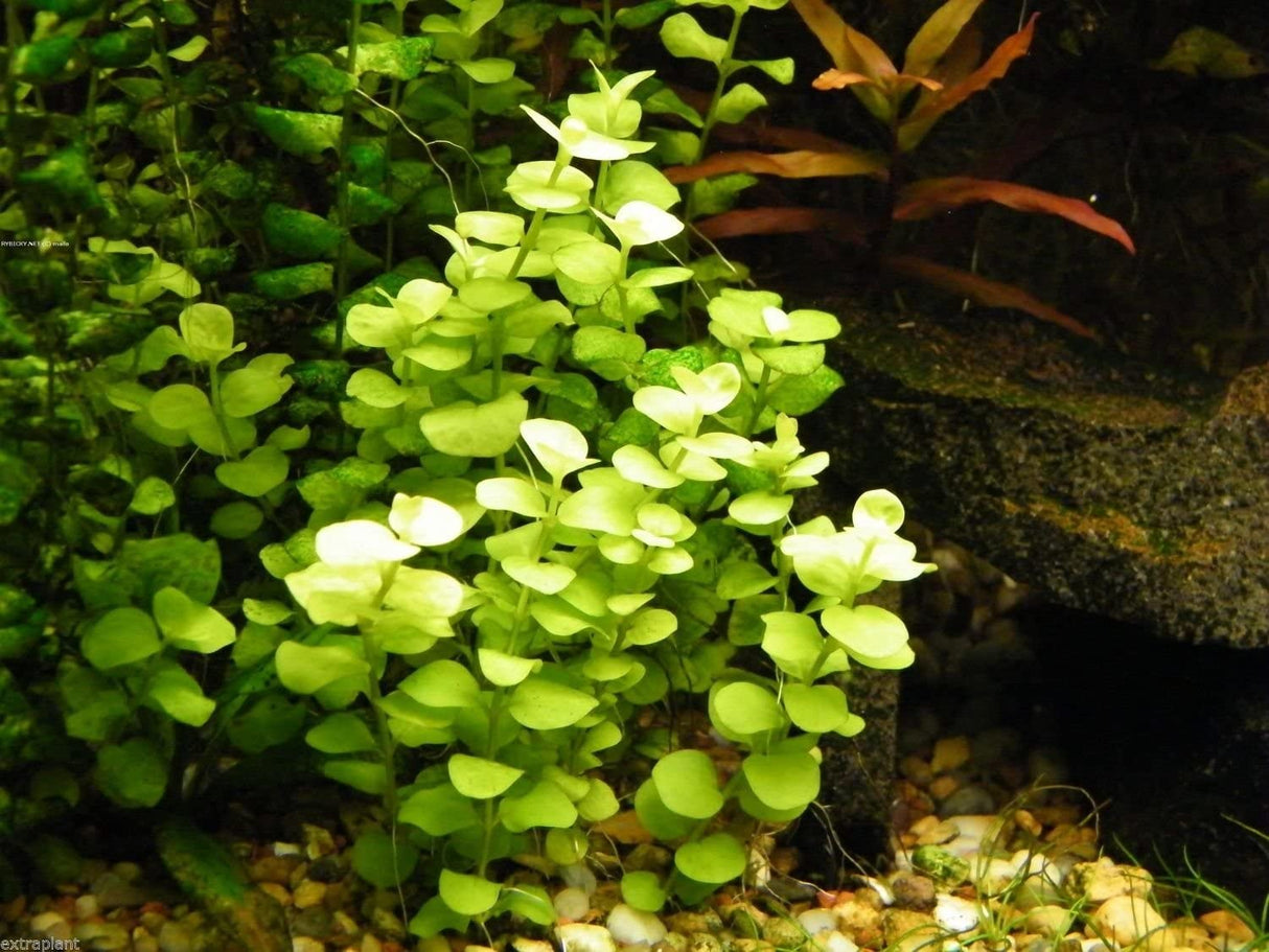 Lysimachia nummularia aurea